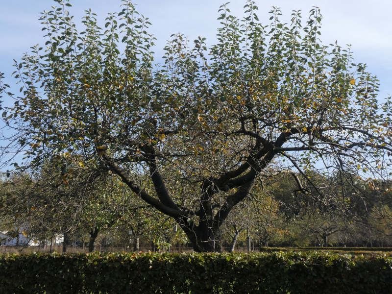 photo of apple tree