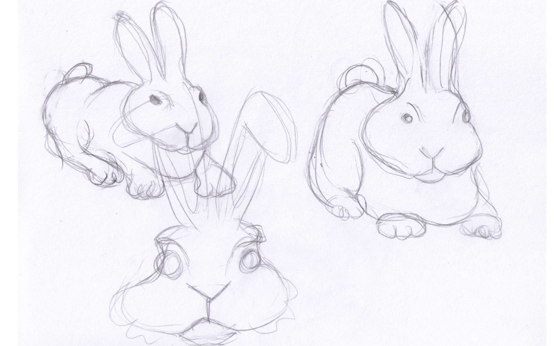rabbit sketches
